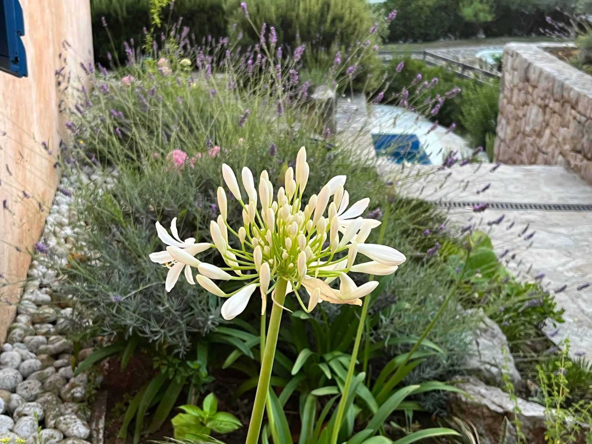 Villa Authentica Lopud, Dubrovnik Exterior photo